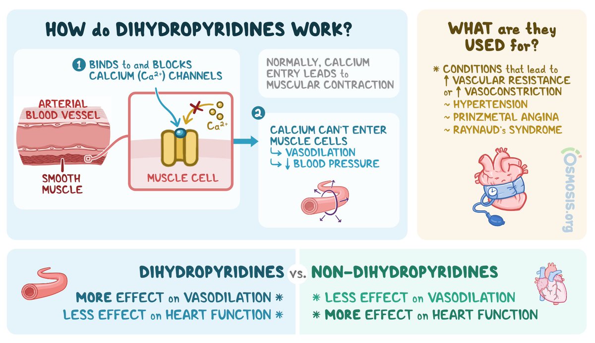 med_712's tweet photo. مقطع رهيهب يتكلم عن اكثر من موضوع بطريقه بسيطه 

🔴 why non selective B-blocker can’t give in asthma

🔴stable and unstable angine 

🔴CCB 

🔴AAA

🔴Troponin range https://t.co/bVVRJRDCEx