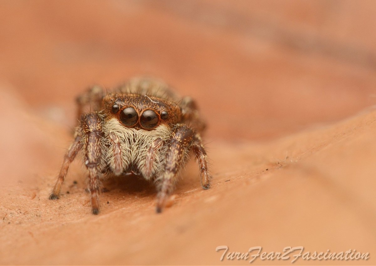 Tone_Killick's tweet image. 3 days ago an image of a Salticid was posted on Reddit by Monika Dietrich and was seen by one of our FB British Spider Identification group admin Emily Miah who then, with permission, posted in the group.  @ecology_digest     #TurnFear2Fascination #LoveSpiders 🧵