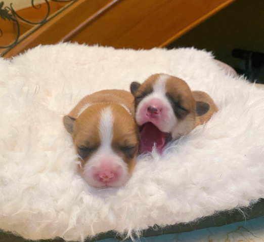 two new additions to our family 💗💙
#corgicuteness #corgiproblems #corgicrazy #corgiindonesia