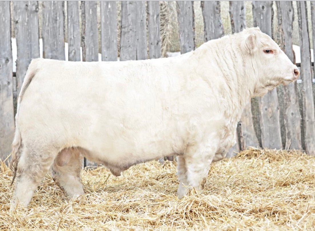 PCC Trail Boss 226K
Homo polled Trust son that pounds down the scale and still has great eye appeal. He sells Feb 23 along with the strongest group of bulls ever offered at PCC.