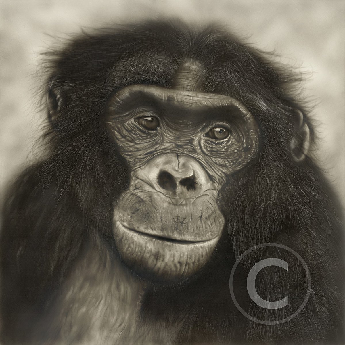 CorrinsArt's tweet photo. Happy #WorldBonoboDay let's show a bit of ❤️ and awareness for our closest relatives, shares would be greatly appreciated. @Lola_ya_Bonobo #BonoboLove #Bonobo #love #greatapes #ape #Apes #endangered #protectwildlife #SaveWildlife #SaveBonobos https://t.co/897Unjs59X