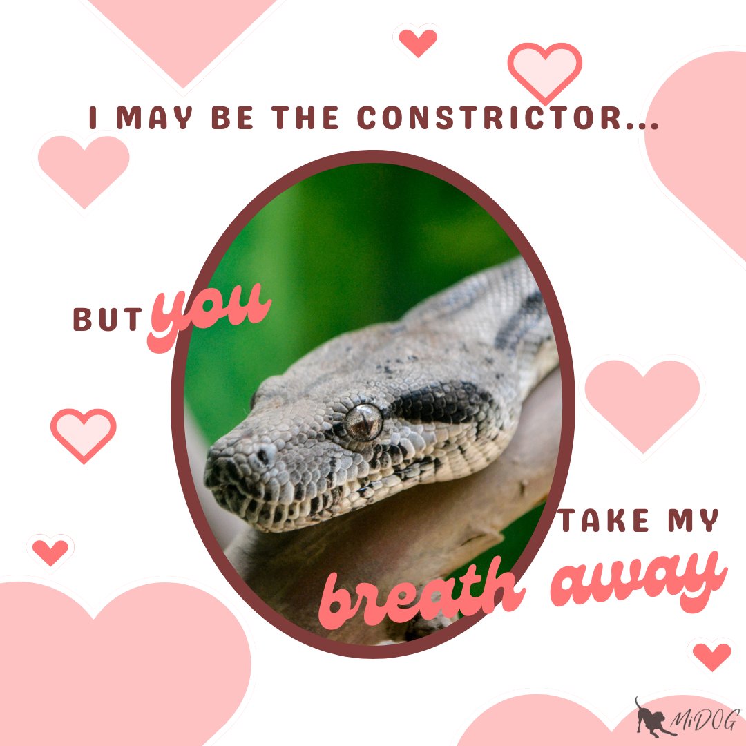 midogtest's tweet photo. Happy Valentine's Day!💗 We're wishing you a day full of love and don't forget to show your pets the appreciation they deserve too. We hope these MiDOG Valentine's cards brought a smile to your face today!

#dvm #pawlentine #BirdsOfTwitter #exoticvetmed #veterinarymedicine https://t.co/ZVJfGKQHGA