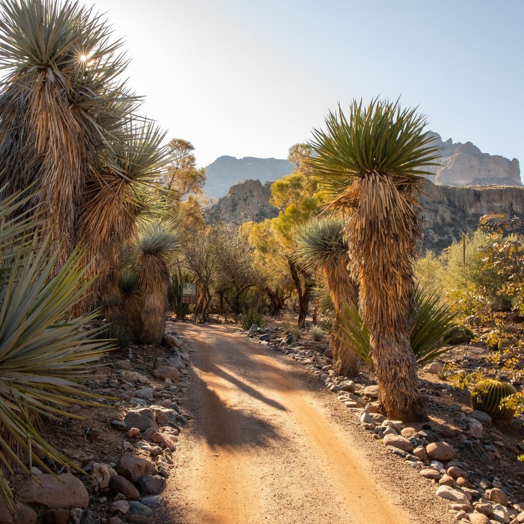 BoyceThompson's tweet photo. Happy Birthday, #Arizona! We are in awe of your year-round beauty.
#1arb #ThingsToDoAZ #superioraz #VisitPhoenix #VisitMesa #VisitSuperior #btarboretum https://t.co/sIsNmit1CG https://t.co/qdsu3qz5QZ