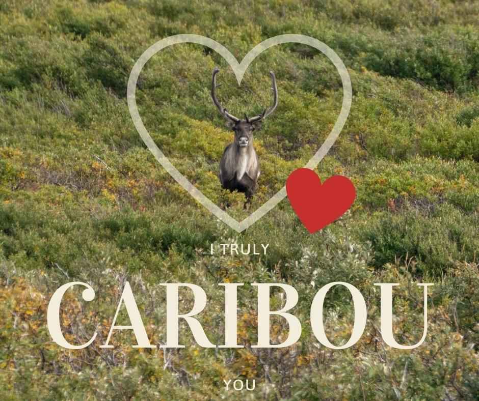 KatmaiNPS's tweet photo. Happy Valentine's Day! Celebrate by tagging a friend to send a Katmai e-Valentine. https://t.co/sMojLANwfh