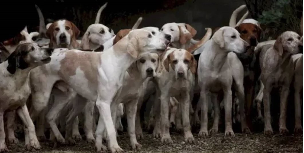 Tem um tigre nessa foto. Encontraram?