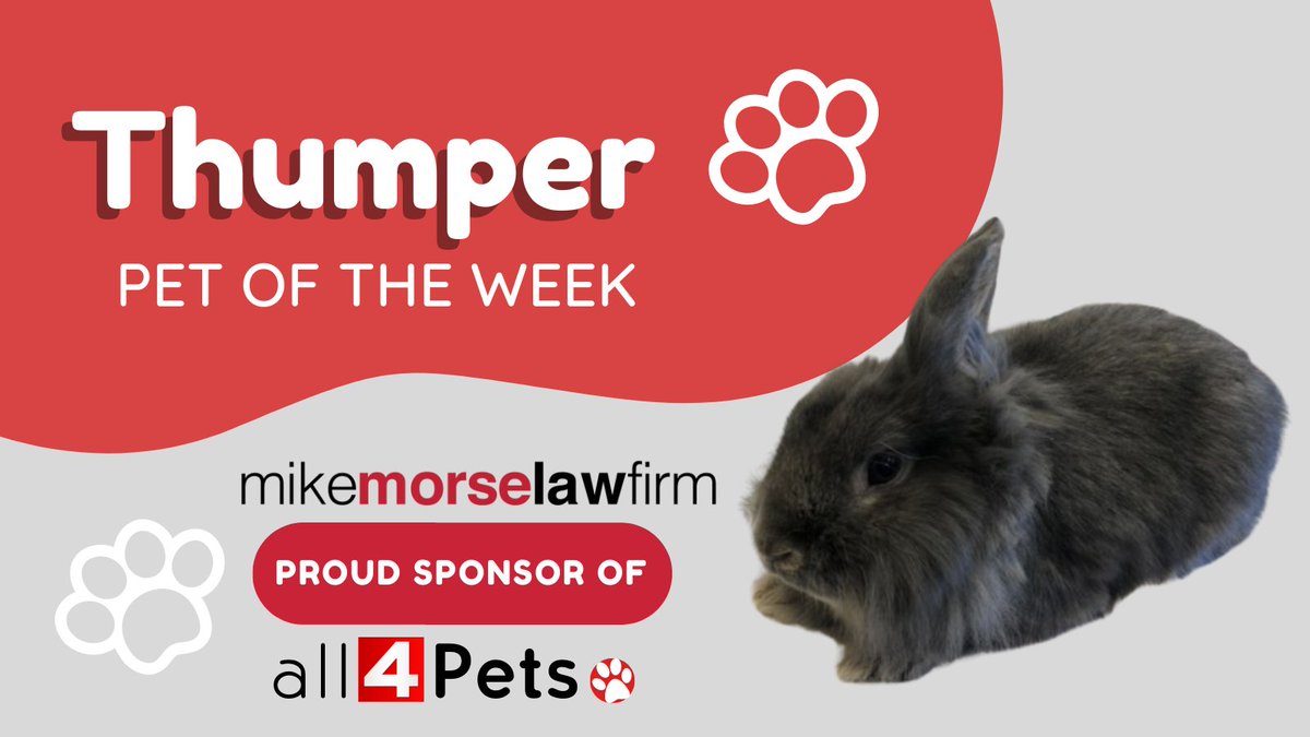 If you're on the hunt for an outgoing new best friend, look no further than sweet Thumper! 🐰

Thumper is a great fit for anyone household, so if you're interested in an energetic and adorable companion, contact our friends at @MHumane — we’ll pay his standard adoption fees! 🐾