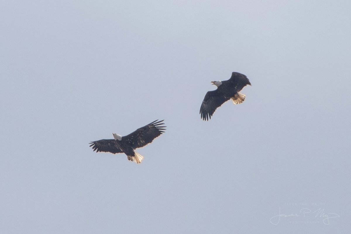 RIBirdHunter's tweet photo. Happy Valentine's Day specifically to these two bald eagles that flew over my house this morning 🦅💘 https://t.co/tweROvuVrE