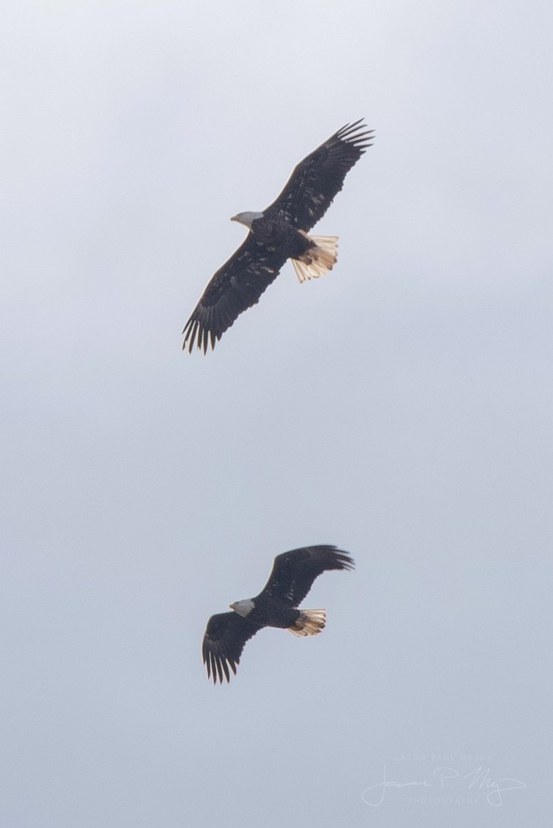 RIBirdHunter's tweet photo. Happy Valentine's Day specifically to these two bald eagles that flew over my house this morning 🦅💘 https://t.co/tweROvuVrE