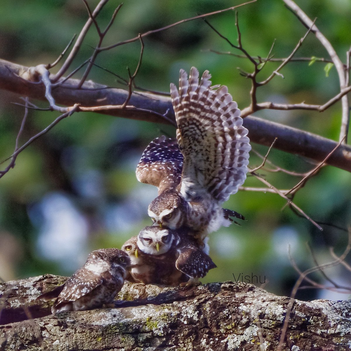 vishwaroopa19's tweet image. Spotted Owlets celebrating Valentine&apos;s Day