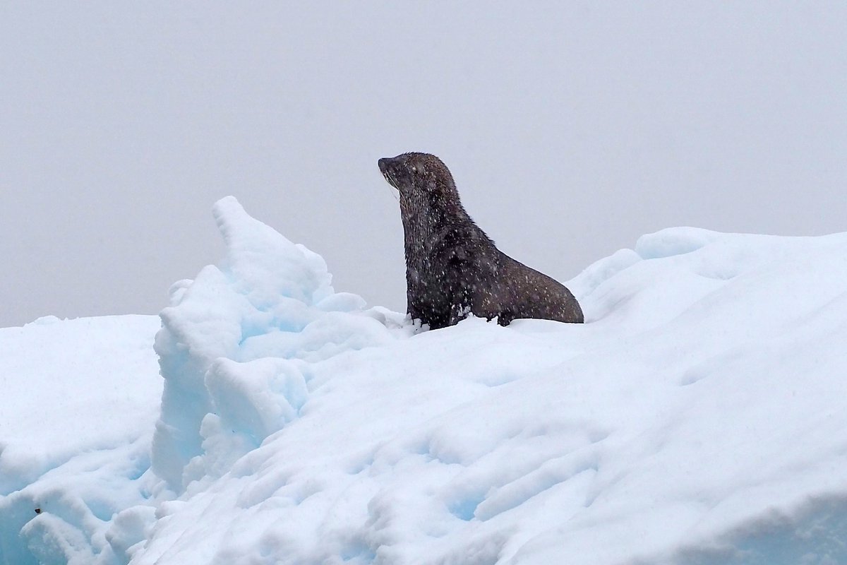 GarMcAllister's tweet photo. Some of my favourite pics of beauty in #antartica from this trip. It’s the last unspoilt continent and we should ensure it stays that way for future generations to enjoy and cherish. #fightclimatechange #whitecontinent https://t.co/A09IxEqTui