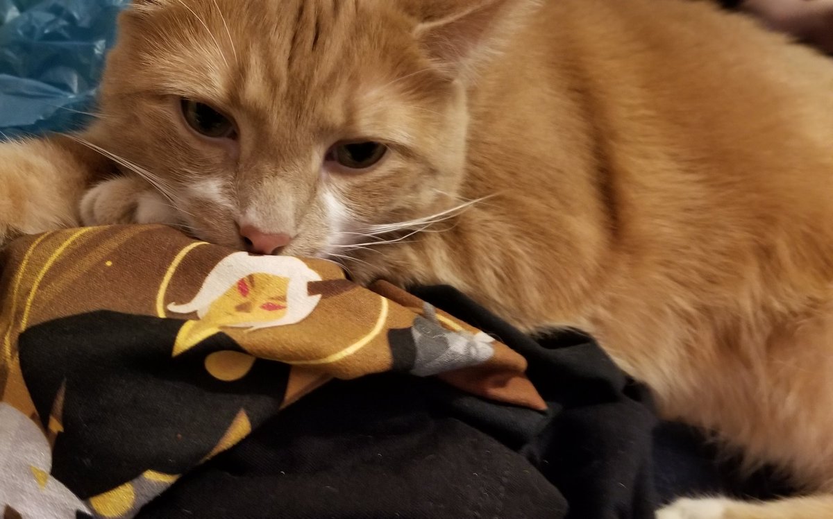 moonsugartea's tweet photo. 💕 The only silly/sleepy/grumpy/purrfect valentines I need 💕 https://t.co/8iFz7lSvbm
