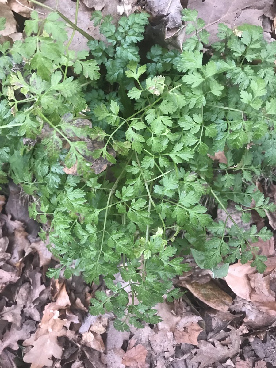 haslemeremuseum's tweet photo. Sometimes it's good to look at the leaves of plants so today's #Flowertable is 
Apiaceae
COW PARSLEY
Anthriscus sylvestris https://t.co/IloWTS4qHS