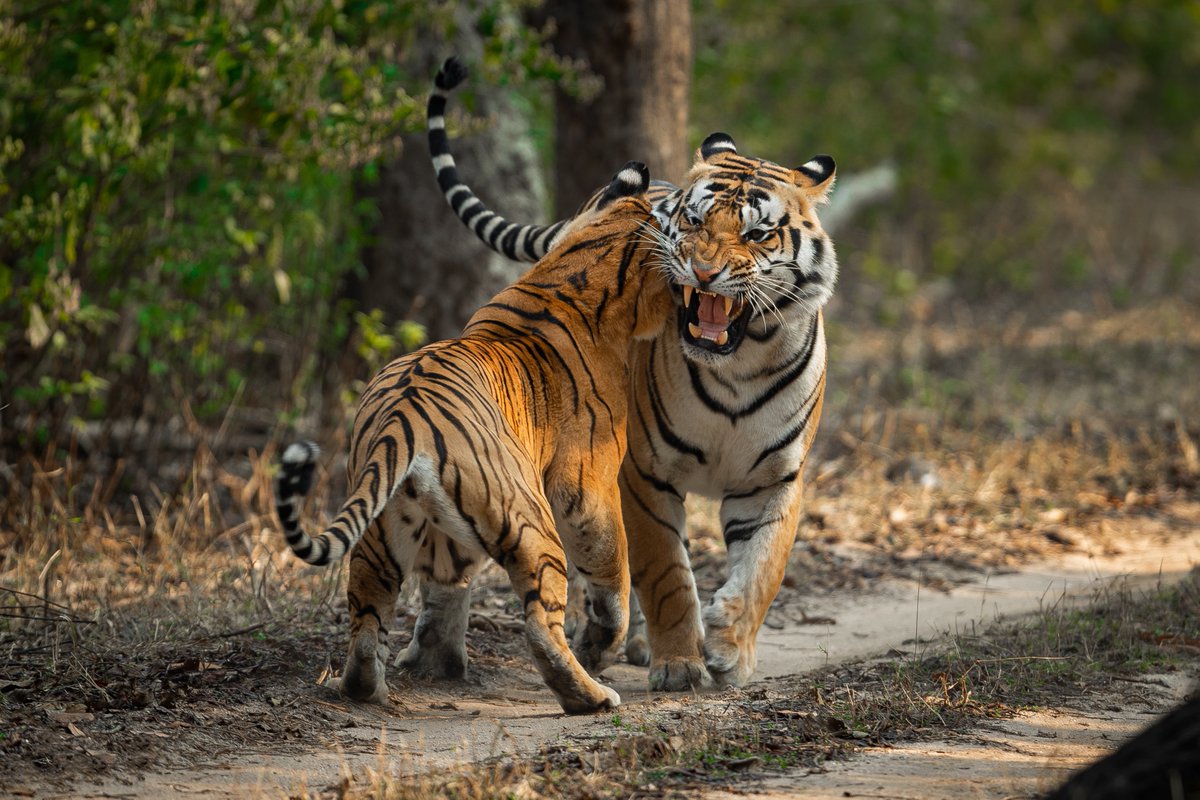 Discovery's tweet photo. Narayan Malu (@malunarayan) captures love at first bite. 🐅💞
Happy #ValentinesDay! Tag your special someone below ⬇️
#TigerTuesday #ProjectCAT https://t.co/7OqBBcqVkX