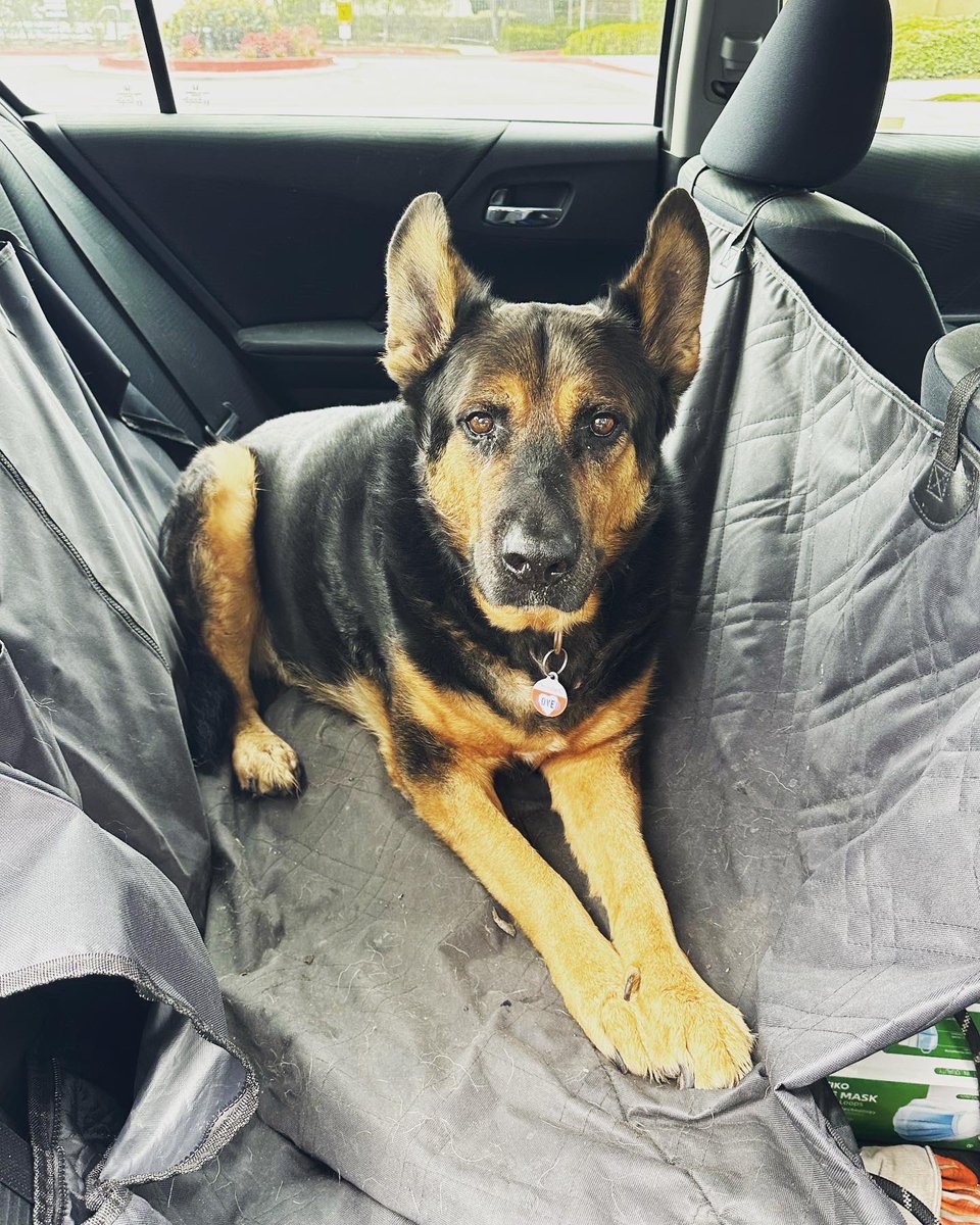 4kids5's tweet photo. This sweet boy holds my heart. Love him so much. #bestdogever #germanshepherdrottiemix #livinghisbestlife #Rufusthedog #dogsarelove https://t.co/Auu38nSYRG
