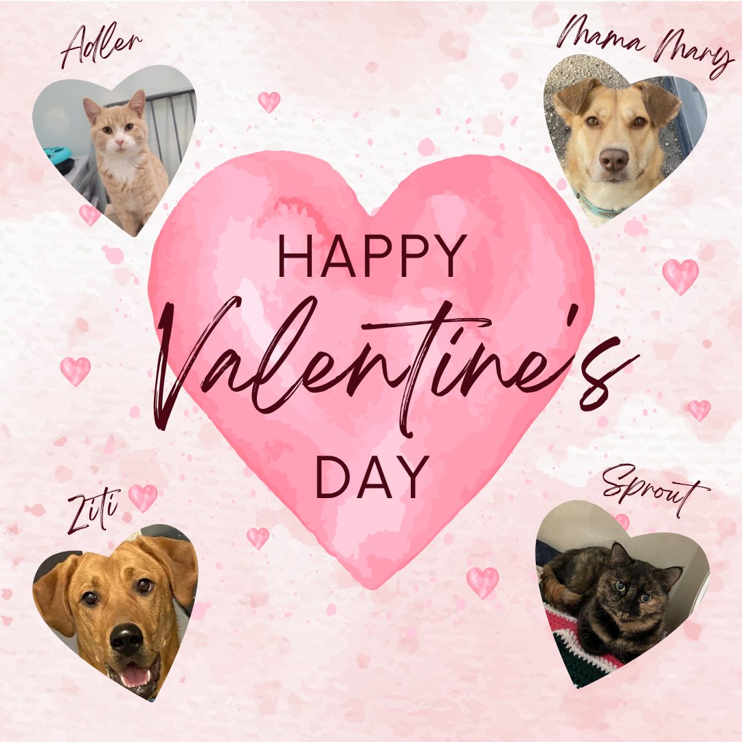 DarcysARC's tweet image. The ARC staff, along with help from our furry friends, would like to wish everyone a Happy Valentine's Day!!!

If you are still looking for that special Valentine and are considering adding a new family member to your household, drop by the shelter at 730B Century Street.