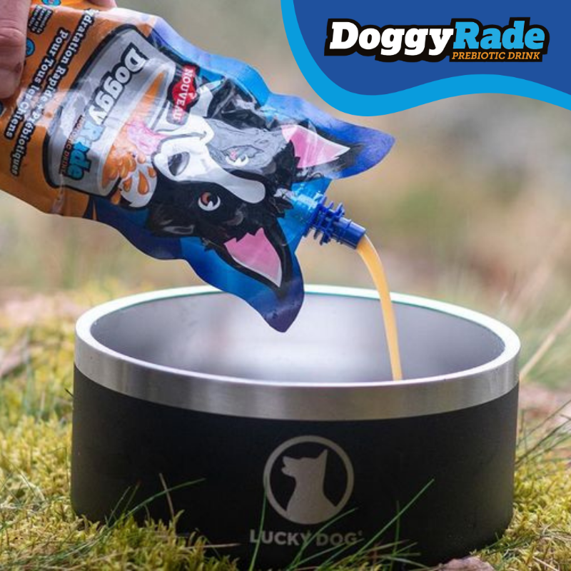DoggyRade's tweet photo. pac_o_kinai rehydrating with a bowl of DoggyRade after a hike 🐾 https://t.co/SQCZwP63ar