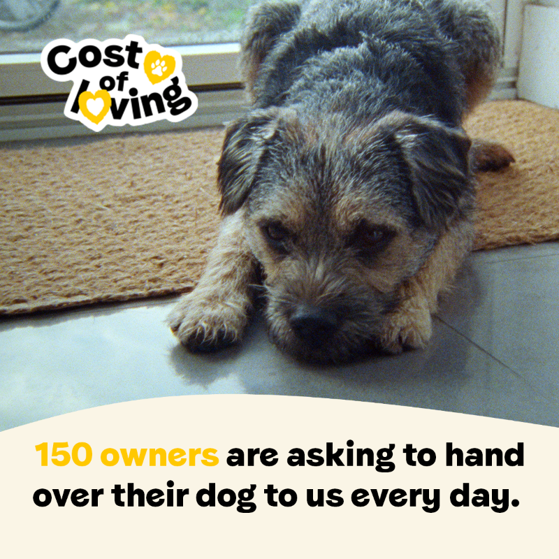 DogsTrust's tweet photo. Every donation means we can take another call that helps an owner, whether we keep them together, or take in their dog. Help us support dogs and their owners today 💛