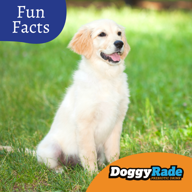 DoggyRade's tweet photo. Did You Know? Dalmatians are born completely white, and develop their spots as they get older 🐩 https://t.co/c7Aap7FKRS