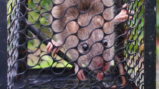 Natural Sciences at Massey (@natscimassey) on Twitter photo Rat tails and DNA from New Zealand forests show how rat populations are connected to one another by rodents moving between forest patches. New research from <a href="/NatSciMassey/">Natural Sciences at Massey</a> published in Biological Invasions (<a href="/BioInvasions/">Biological Invasions</a>): doi.org/10.1007/s10530…
#MtDNA #Wildlifesanctuary Rat tails and DNA from New Zealand forests show how rat populations are connected to one another by rodents moving between forest patches. New research from <a href="/NatSciMassey/">Natural Sciences at Massey</a> published in Biological Invasions (<a href="/BioInvasions/">Biological Invasions</a>): doi.org/10.1007/s10530…
#MtDNA #Wildlifesanctuary