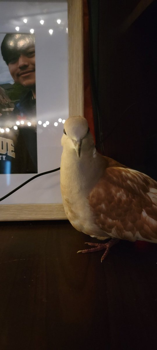 JoeIProductions's tweet image. This was a while ago but...
I FUCKING GOT MY BIRDS BACKKKKKKKKKKKKKK