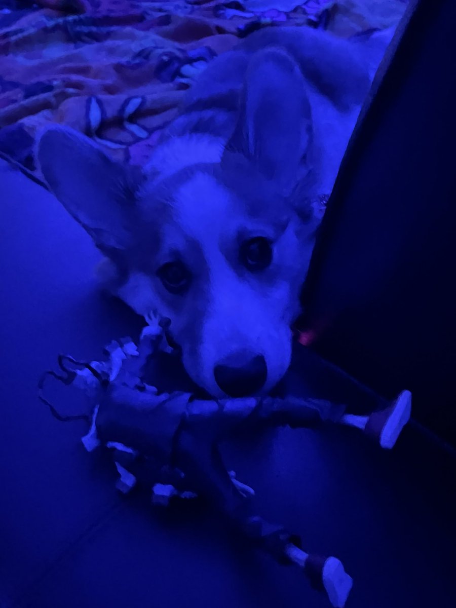 DeathofselfOFCL's tweet photo. I left the shaggy doll for later posing and found her on my spot on the couch like this…. #monchan ? https://t.co/L2GkYqXozp