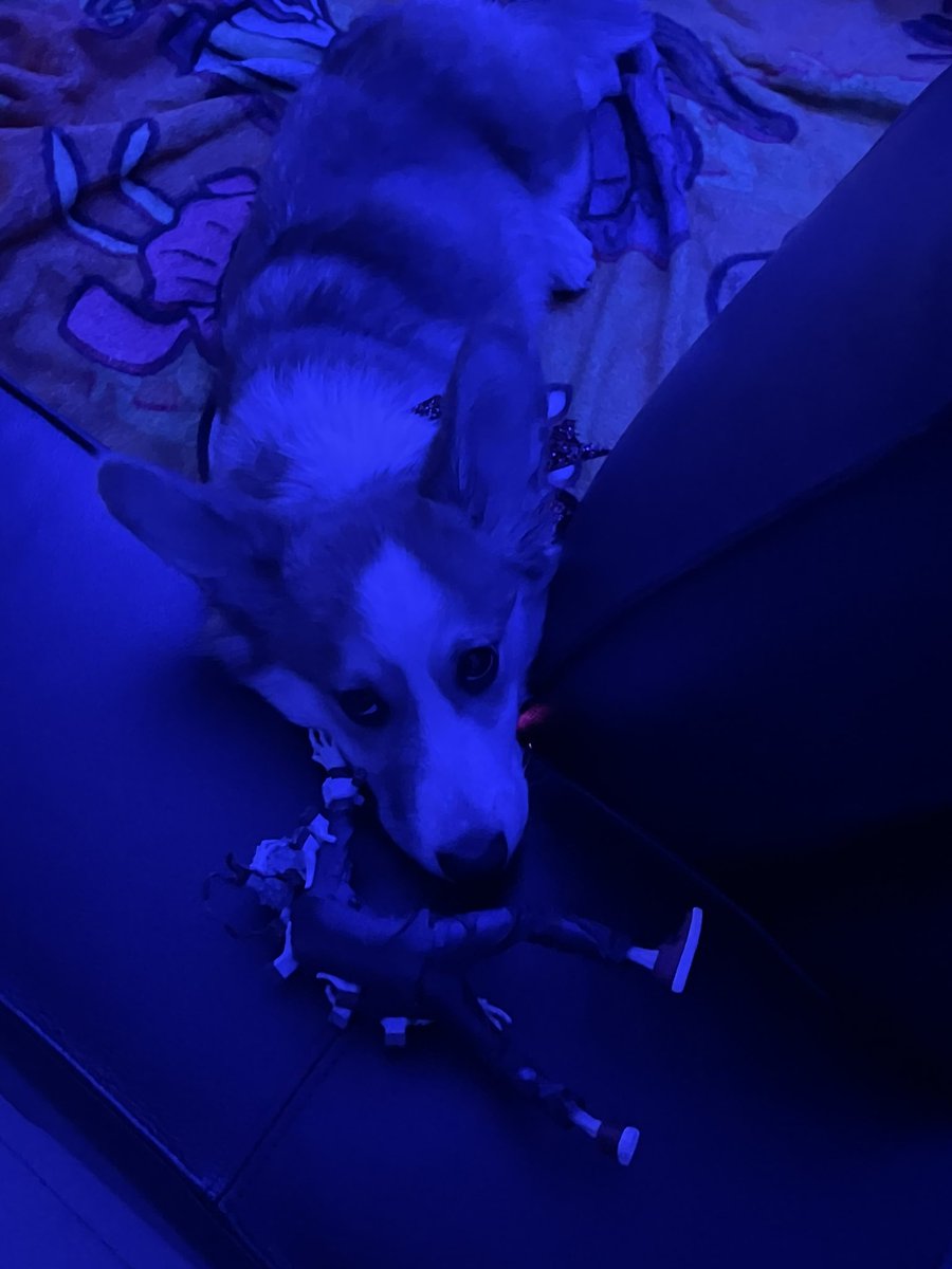 DeathofselfOFCL's tweet photo. I left the shaggy doll for later posing and found her on my spot on the couch like this…. #monchan ? https://t.co/L2GkYqXozp