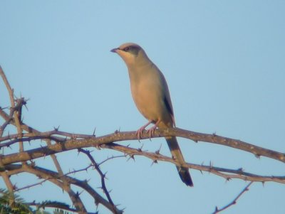 oiseaux_net's tweet photo. #Hypocolius gris (Hypocolius ampelinus)
https://t.co/9zUvlSSLaN https://t.co/M9AqzphK3b