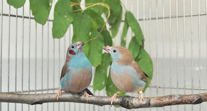 sciencecage000's tweet photo. These adorable songbirds tap dance their way into prospective mates' hearts. #ValentinesDay #LoveFactually https://t.co/rE0vY9uoyR