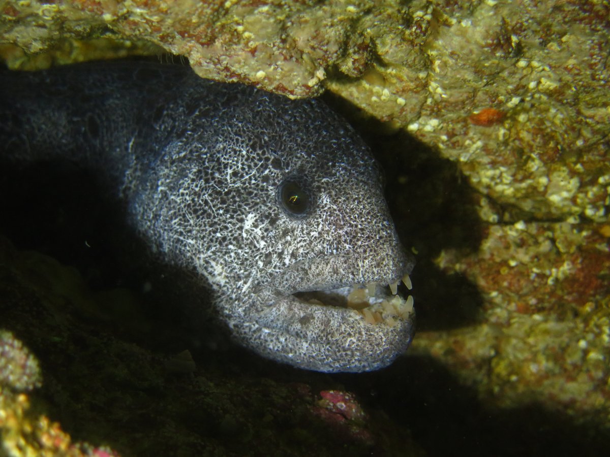 <a href="/cosewic/">COSEWIC_COSEPAC</a> is looking for a co-chair of Marine Fishes Subcommittee. Deadline 22 Feb. I have had that role and it's a great way to contribute to conservation in Canada. Join us!  bit.ly/3Kp2nuj