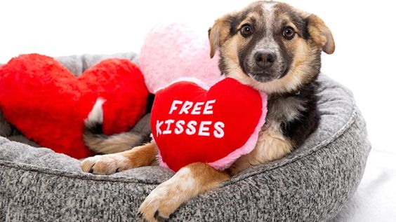 Free #Kisses - #ValentinesDay

#Dogs #Dog #BeMyValentine #BestFriend #FreeKisses #DogsAreLove