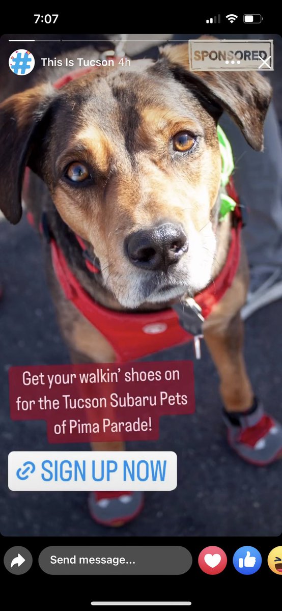 My favorite day, for one of my favorite causes is this Sunday. #tucsonpetparade #thisistucson