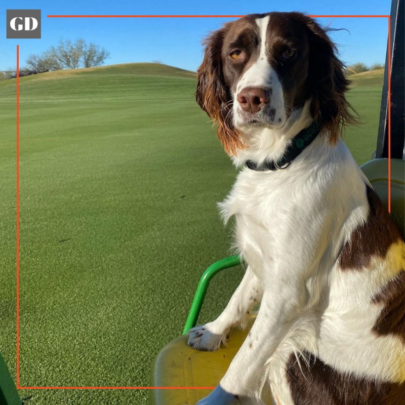 GolfDigest's tweet photo. There was no one more important than Rye at TPC Scottsdale this weekend. Let's hope she got a lot of treats.