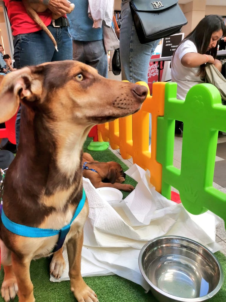 AnimalParaiso's tweet photo. En adopción lindas perritas de ocho meses de edad, excelente carácter, ya esterilizadas y con veterinario al día, serán de tamaño mediano.

Contacto al WhatsApp 996316368.

Disponibilidad de entrega para Viña del Mar, Valparaíso o comunas cercanas. https://t.co/3mMPjAhCu8