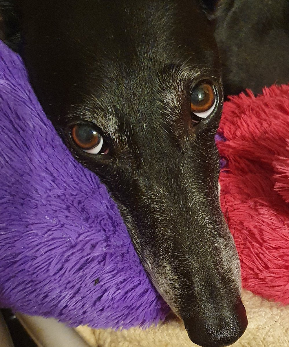 ❤️🌹❤️🌹❤️🌹❤️🌹❤️ HAPPY VALENTINES DAY TO YOU ALL . WOULD EVERYONE FORM AN ORDERLY QUEUE AS LURCHER LOVE AND HOUNDY KISSES ARE AVAILABLE FOR A LIMITED TIME ONLY !!!! LOVE YOU ALL !! ❤️🌹❤️🌹❤️🌹❤️🌹❤️