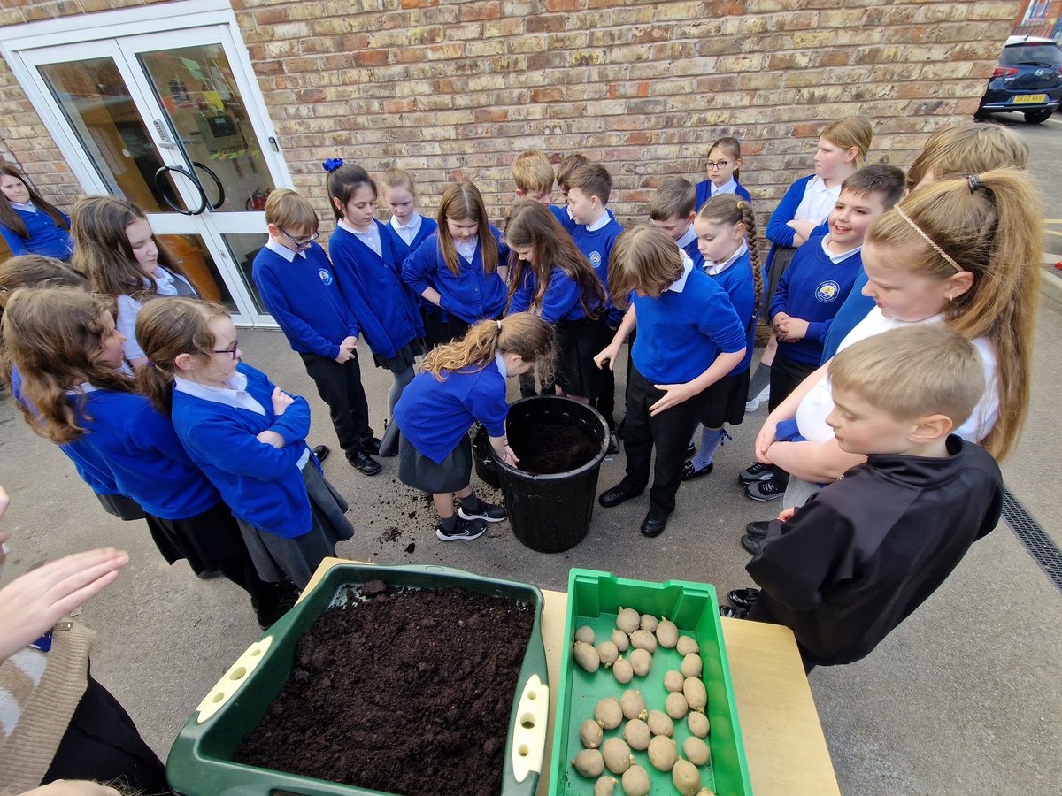 NewBrightonPS's tweet photo. Year 5 have planted their Swift potatoes this afternoon in the school garden. We discussed the seasonality of crops for their Sow, Grow, and Farm topic.  🥔🥔🥔🥔🥔🥔 #nbpsGarden #nbpsEnrichments #youarewhatyoueat  #nbpsLOtC  #nbpsOutdoorLearning #nbpsCornerstones #nbpsYear5 https://t.co/ukNvMPZvcN