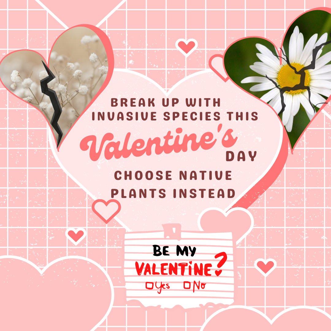 ISCBC's tweet photo. Baby's breath may seem like the perfect addition to your bouquet, however, it's actually a harmful invasive species in BC that reduces native grasses. So when disposing of it, make sure to place it in a sealed trash bag to prevent it from spreading.
#ValentinesDay #BCinvasives https://t.co/LFXvuwQAqW