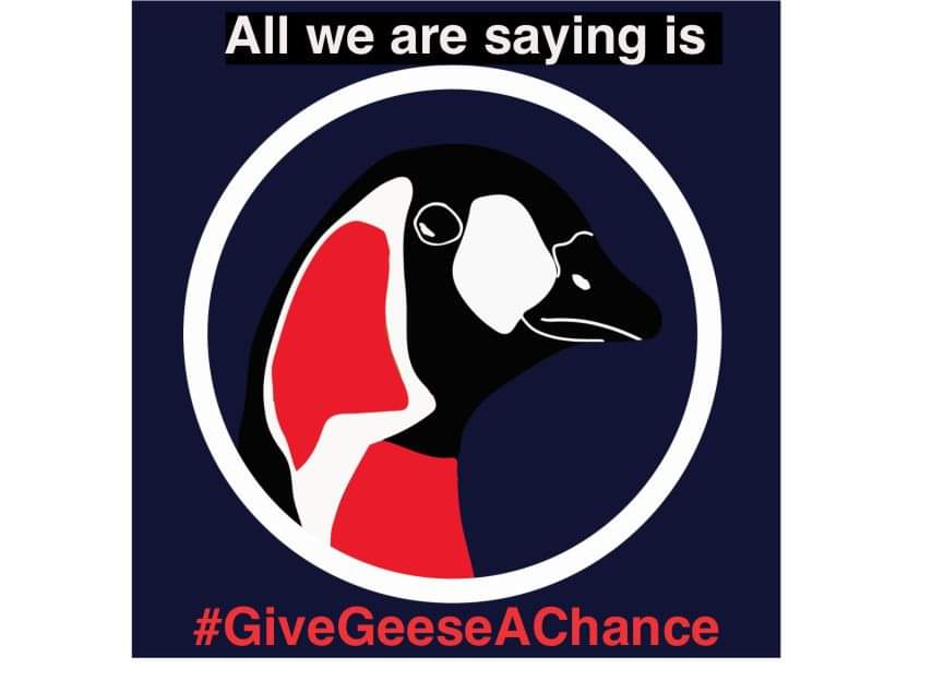 Women In Steppe (@womeninsteppe) on Twitter photo #GiveGeeseAChance this Valentine's Day!
Donate to Champions of the Flyway!
justgiving.com/fundraising/wo…
All funds to conservation projects for Red-breasted Geese in Bulgaria and Kazakhstan.
#coft23 #womenbirdersrock <a href="/KowaOptics/">Kowa Sporting Optics</a> <a href="/BirdLife_Malta/">BirdLife Malta</a> #GiveGeeseAChance this Valentine's Day!
Donate to Champions of the Flyway!
justgiving.com/fundraising/wo…
All funds to conservation projects for Red-breasted Geese in Bulgaria and Kazakhstan.
#coft23 #womenbirdersrock <a href="/KowaOptics/">Kowa Sporting Optics</a> <a href="/BirdLife_Malta/">BirdLife Malta</a>