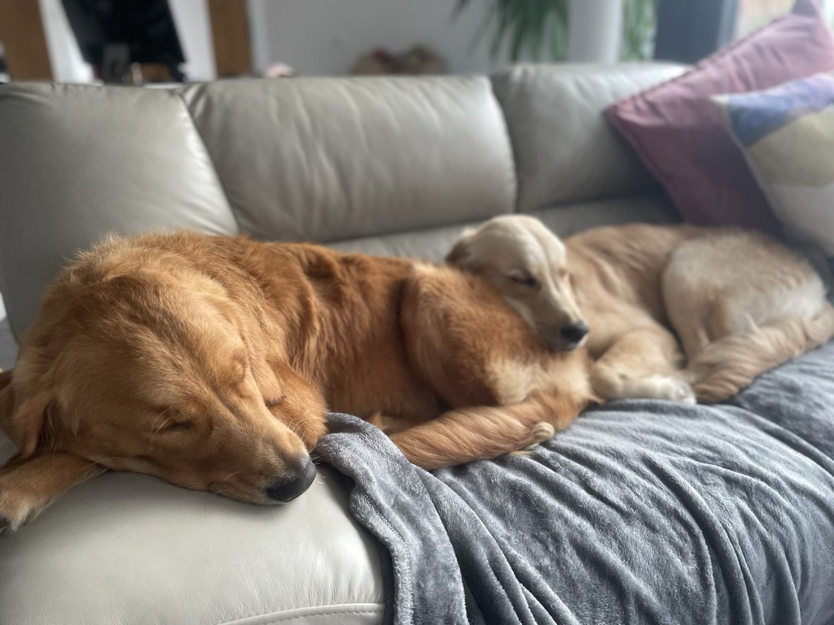 janiemacca's tweet photo. @MrAndrewCotter Gari and Gertie ❤️ forever xx https://t.co/RnzAku1lLR