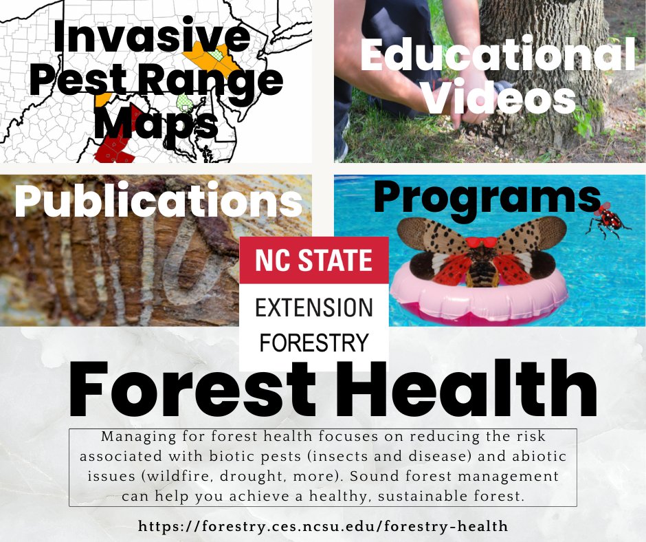 Continue learning about #invasivepests and managing your forests to mitigate their spread with our #ForestHealth page! Check out our range maps, educational videos, management publications, programs, and more! #NISAW forestry.ces.ncsu.edu/forestry-health