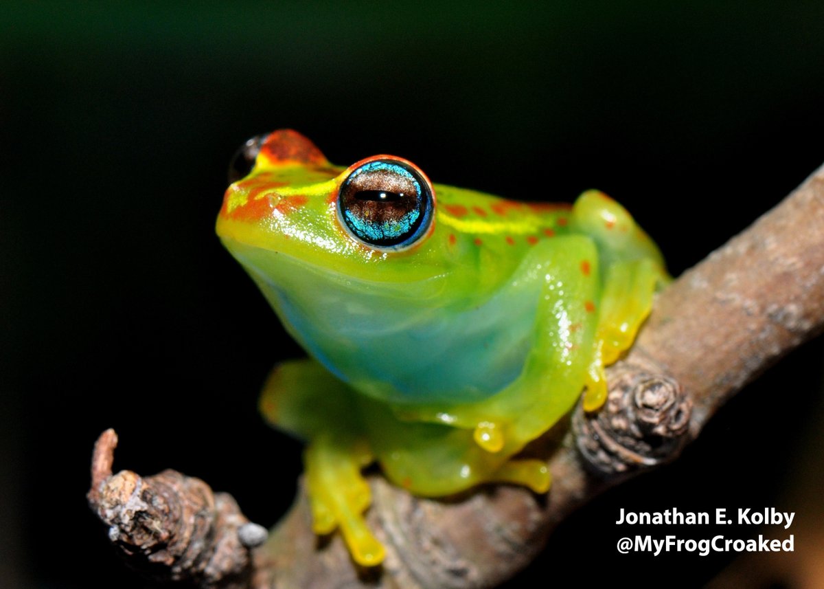 Roses are red
This frog's a bit blue
There's a chytrid pandemic
It's scary and true

Our health is connected
#Frogs, me & you
#WildlifeTrade spreads disease
What will the world do?

#ScienceTwitter #AcademicTwitter #ScienceValentines #OneHealth #ValentinesDay