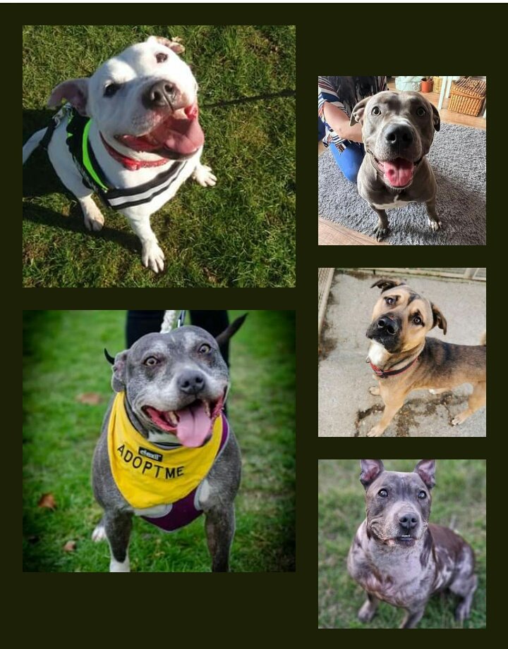 💜🐾Just a few of our lonely hearts looking for love and their Happy Ever After! Find your soulmate in a 4 legged furry friend. Please take a look at all our dogs looking for homes,on our website. 🐾💜