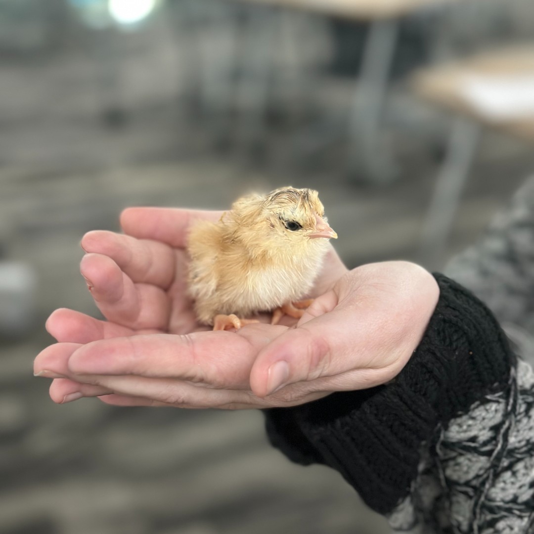 Our students have been learning about the incubation process. We came in to find seven baby chicks this morning! 🥚🐣🐥

#PPHS #PPHSSouthBend #LearningMadeFun