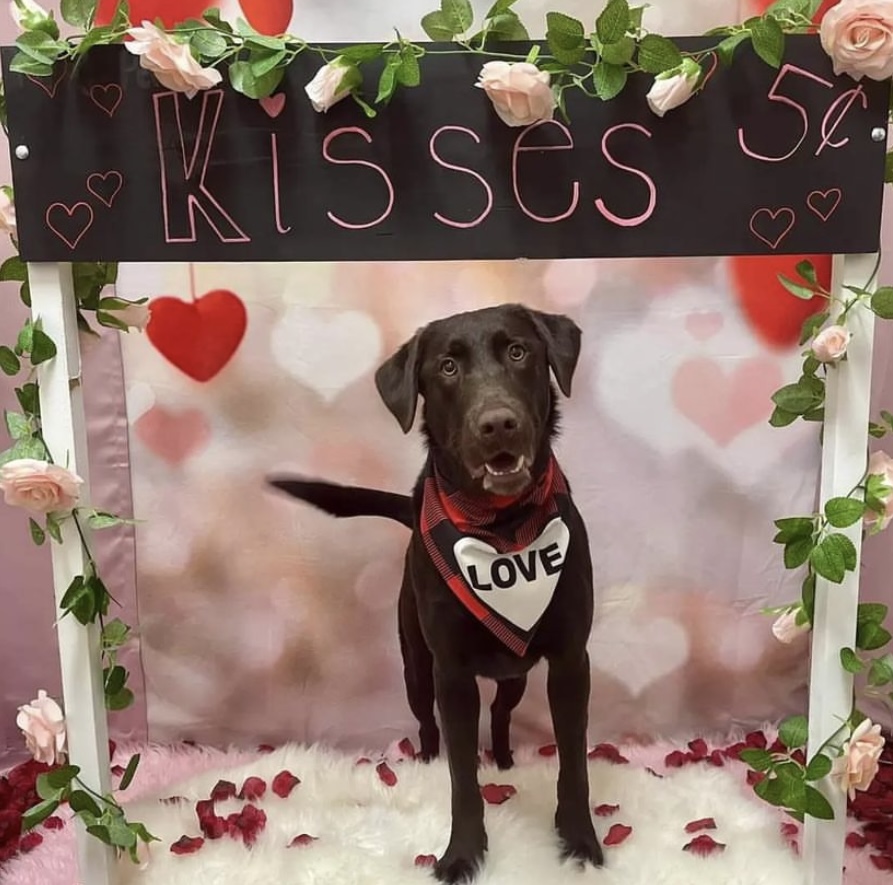 Desert Lab Rescue tweet media