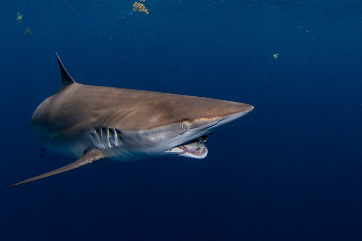 Who else is already getting excited for the summer silkies? 👋 We see different species throughout the year, so every day is a great day to shark dive! #sharkdiving #silkyshark #sharks #dive #scuba #freedive #swimwithsharks #underwaterphotography #florida