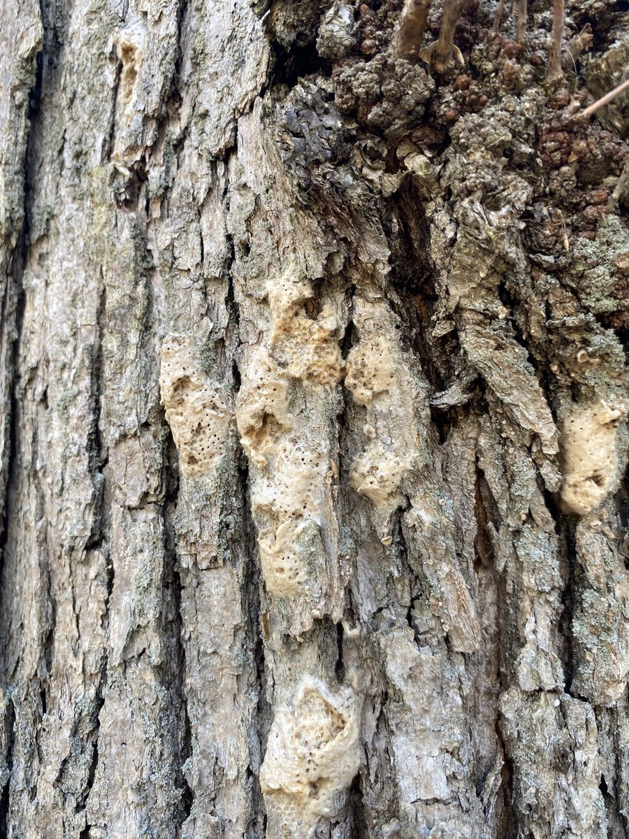 On the hunt for spongy moth (Lymantria dispar dispar) egg masses! Old egg masses typically appear ragged and can be found in a variety of locations (trees, houses, rocks, etc.). #spongymoth #entomology #forestry