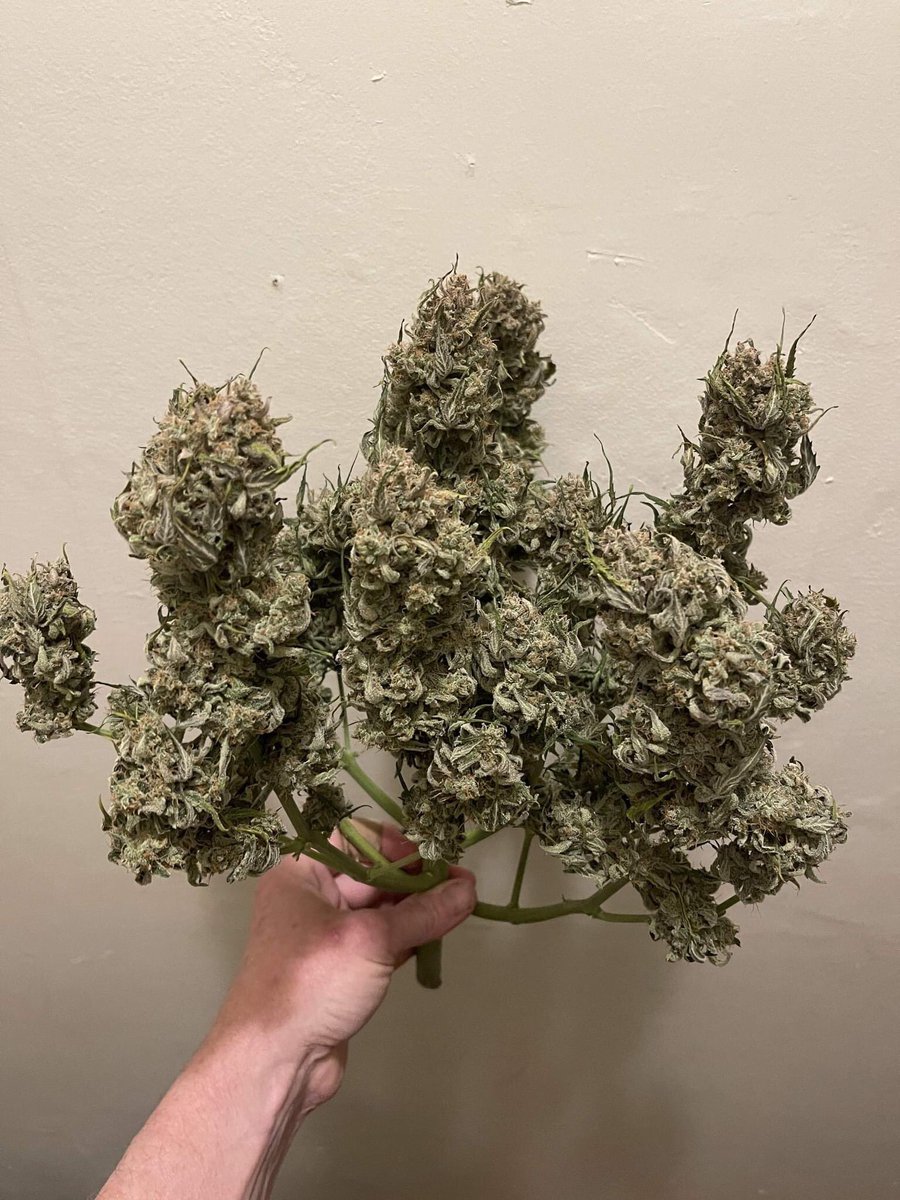 Bud_Box_'s tweet photo. Name this plant ?

https://t.co/uGmM91lOO8 https://t.co/SseY2D1VoN