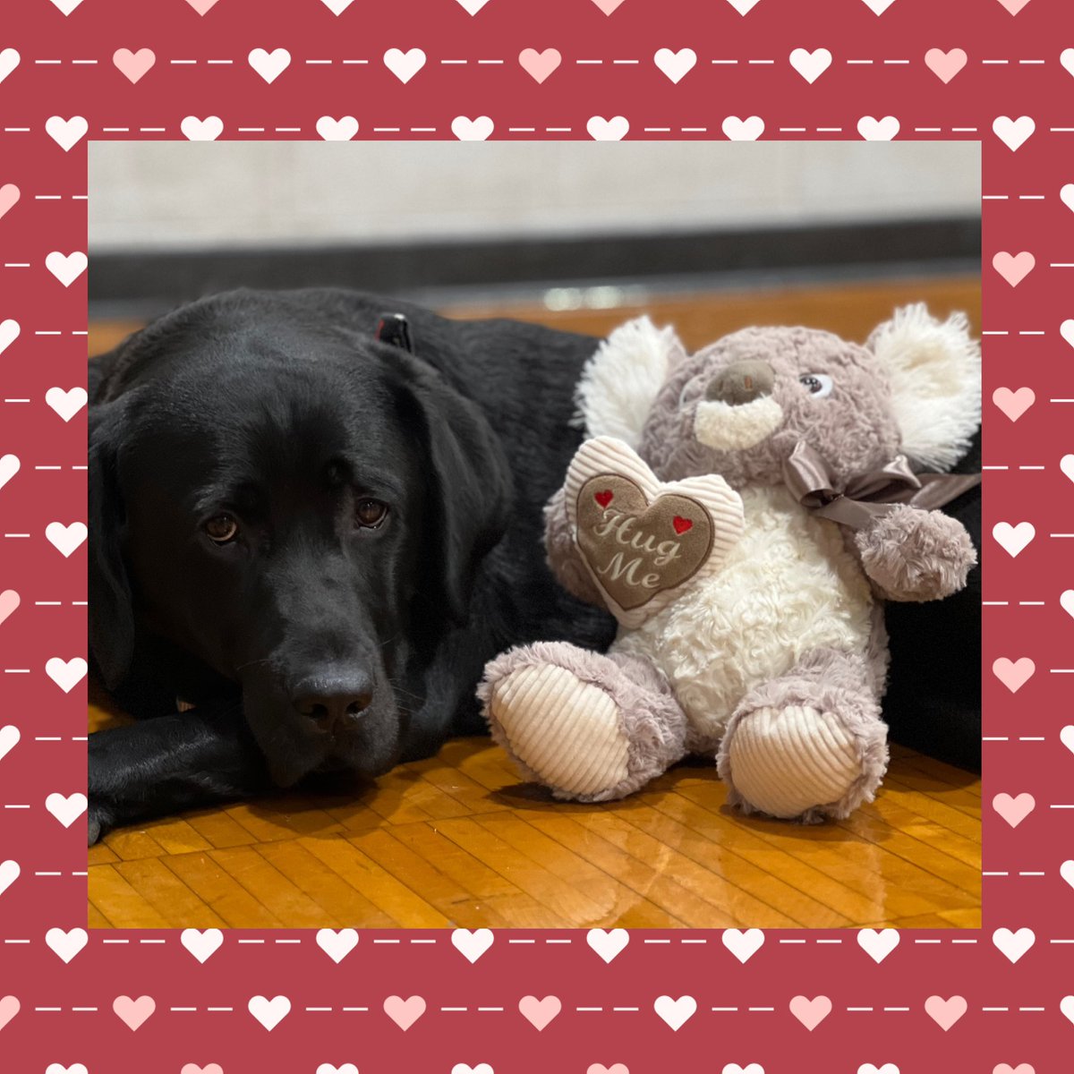 Happy Valentine’s Day to all my humans!! Lots of love from me to you! ❤️🐾#diggledog #bemyvalentine #puppyhugsaccepted #puppykisses #allweneedislove