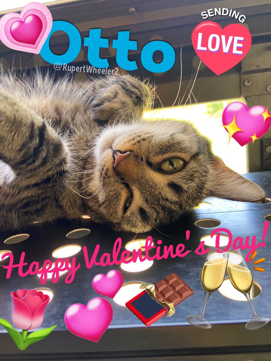 Happy #ValentinesDay everyone! ❤️😽 #CatsOfTwitter #TabbyTroop #TunaTuesday #TakeANapTuesday