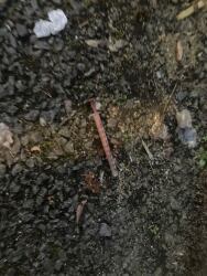 filthycanton's tweet photo. Needle, 14th February https://t.co/Wsq6B8S4gt https://t.co/R2PmD5thtq