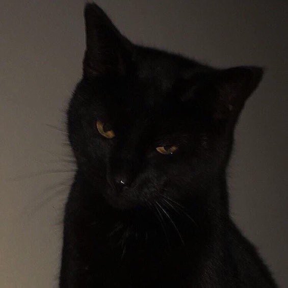 the culture (@gallerymoodz) on Twitter photo 